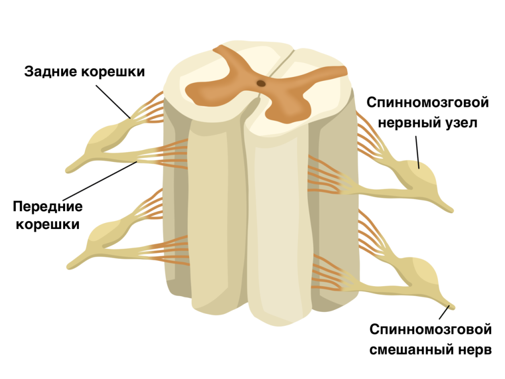 Строение нервного корешка