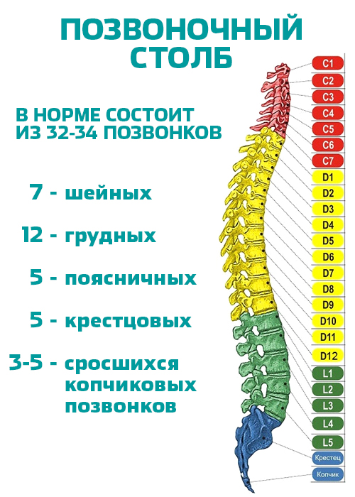 Строение позвоночника 2.jpg